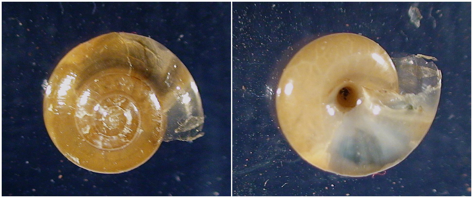 Oxychilus sp. dai Lucretili